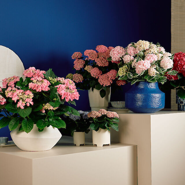 Assortiment