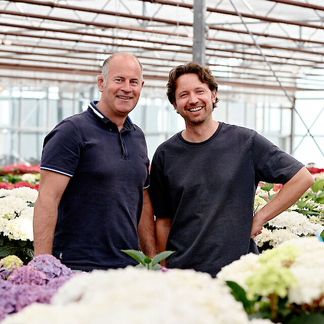 HOKO Breeding is the breeder behind exceptional hydrangeas
