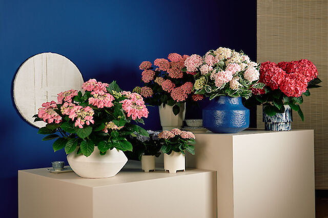 Assortiment