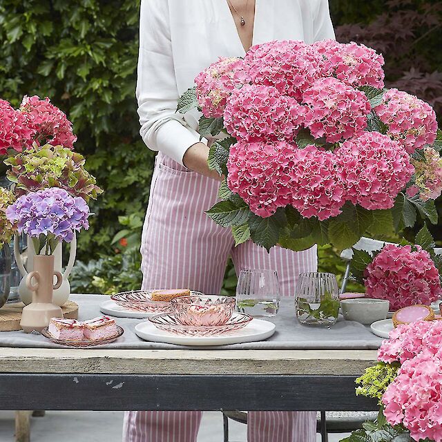 Not your average hydrangea.