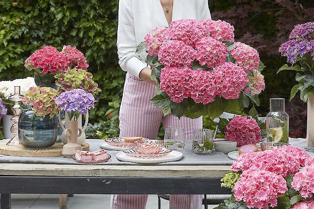 Not your average hydrangea.