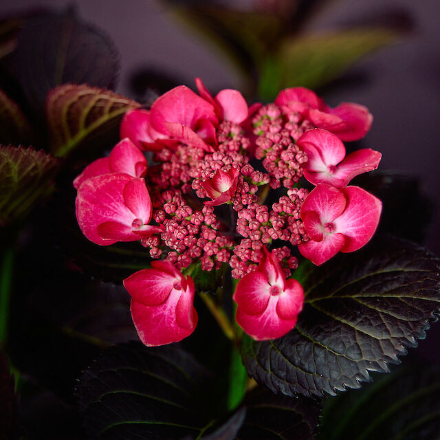 HOKO genetica in de prijzen bij de New Plant Awards 2025