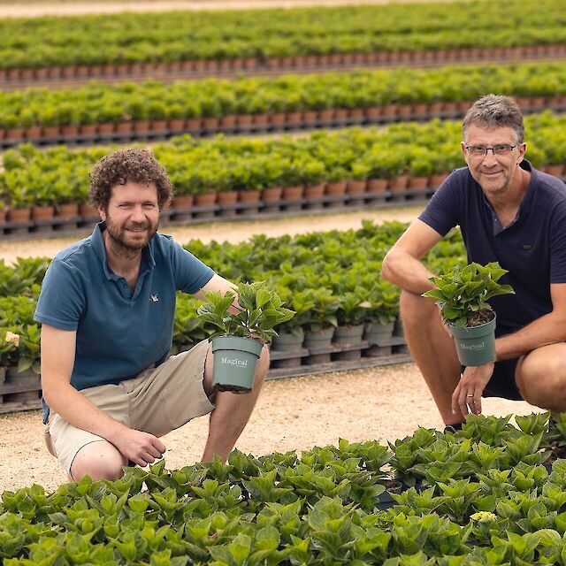 Hortensia halfwas producent