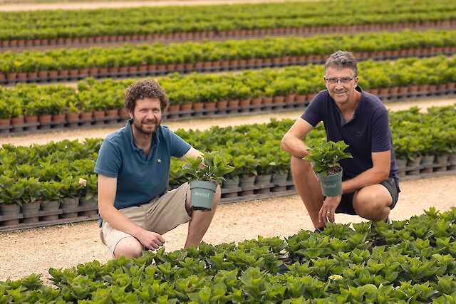 Hortensia halfwas producent