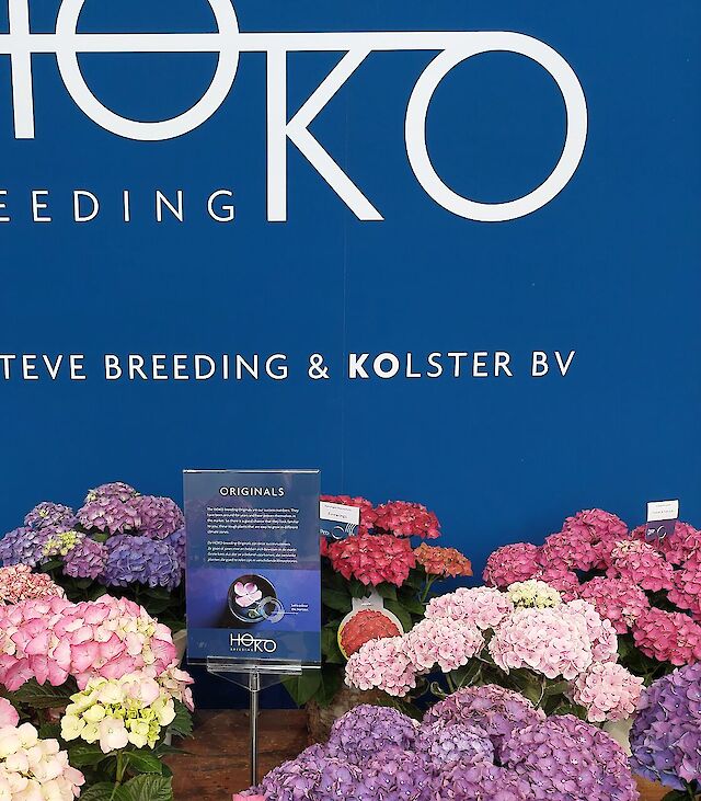 Uniform flowering, large number of plants per m2.