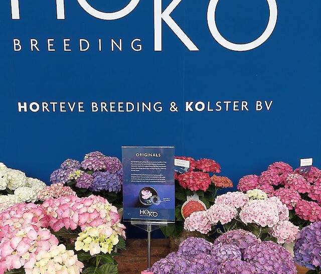Uniform flowering, large number of plants per m2.