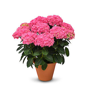 HOKO Breeding | The Hydrangea Creators | HOKO Breeding
