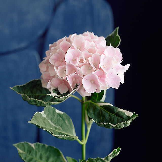 A variegated hydrangea with soft pink blooms