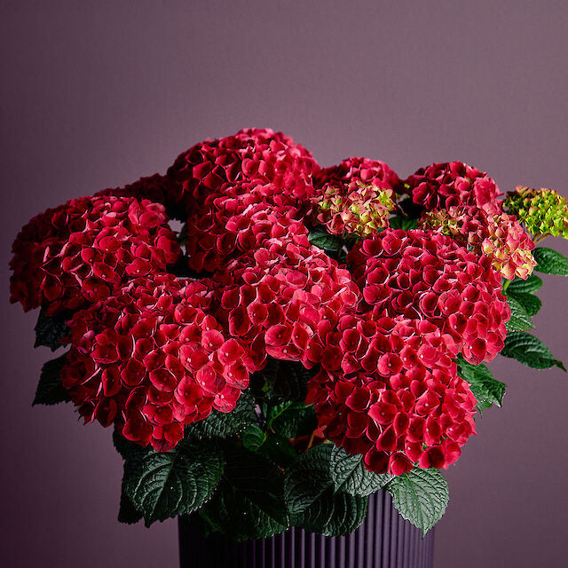 Antares features the signature bloom characteristics from our breeding line