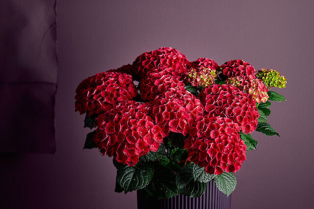 Hydrangea macrophylla Antares