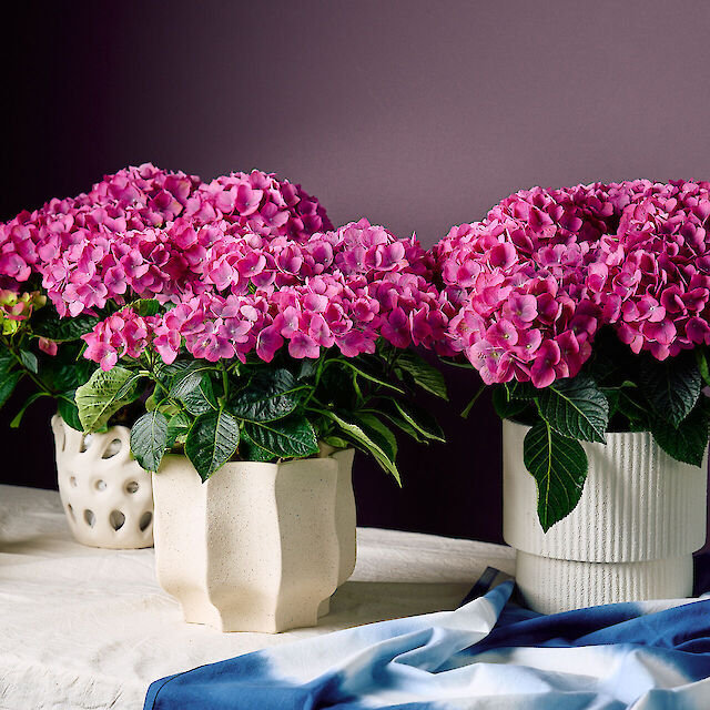 Bold mophead blooms
