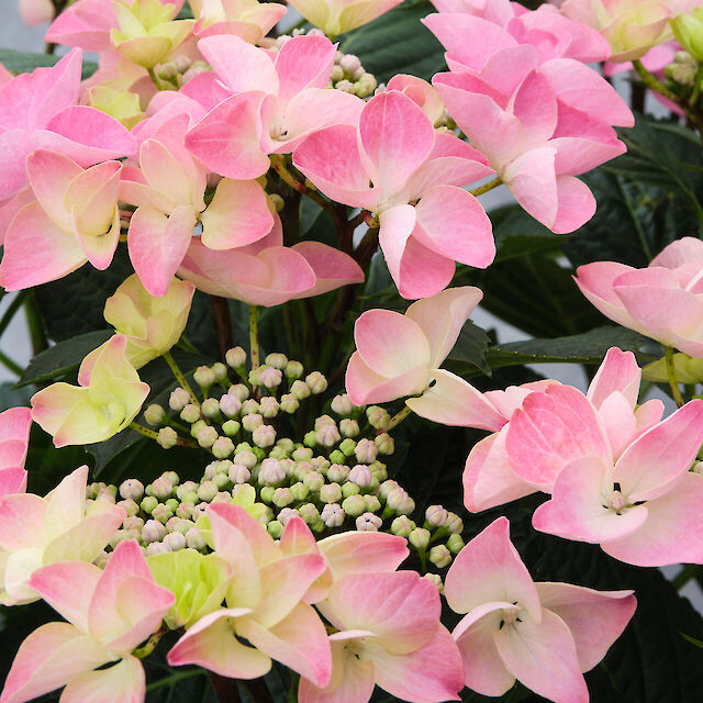 Garden lacecap with a lovely look