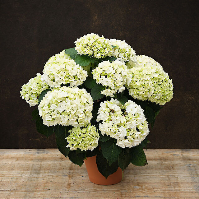 Beautiful bridal white flowers 