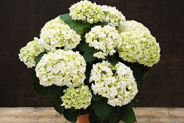 Beautiful bridal white flowers 