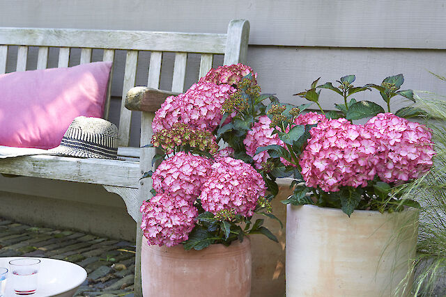 English romance with red-coloured edge