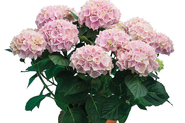 Soft pink floral beauty