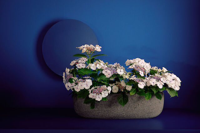 Award-winning lacecap with a blue heart