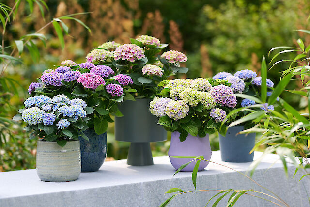 As powerful and colourful as the mineral
