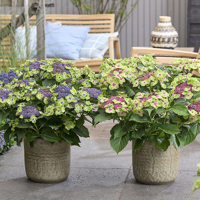 Hydrangea macrophylla Magical Edgy Green