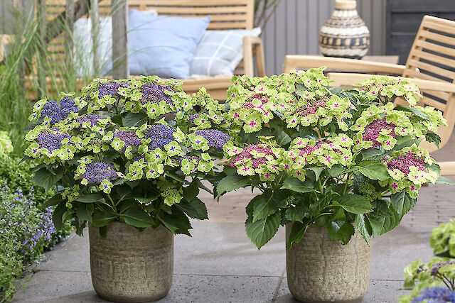 Hydrangea macrophylla Magical Edgy Green
