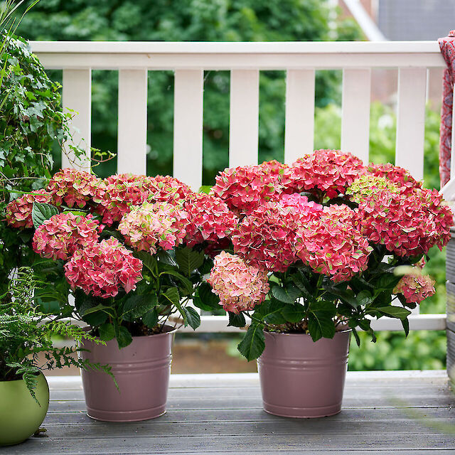 Extremely robust and eye-catching for the garden and terrace