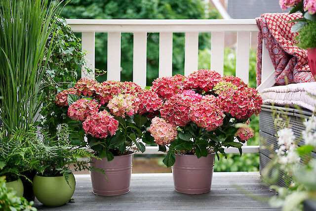 Extremely robust and eye-catching for the garden and terrace