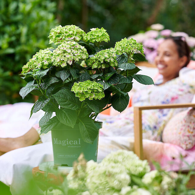 Enjoy this sturdy compact garden hydrangea for a long time