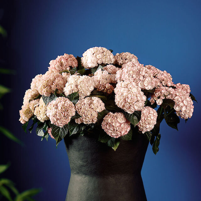 Eyecatcher met romantische touch