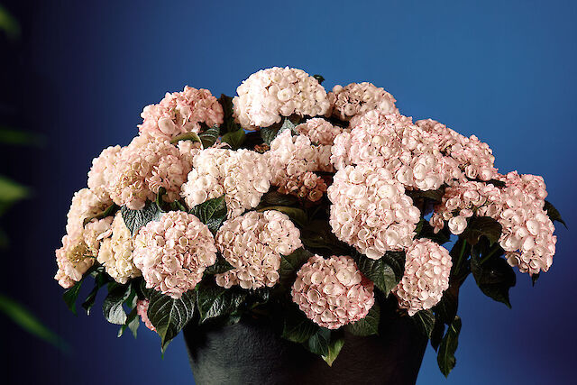 Eyecatcher met romantische touch