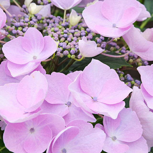 Large flower palette with colour gradient from white to pink