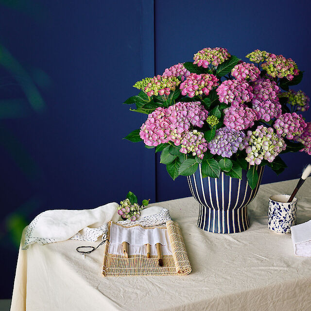 Impressive mophead hydrangea