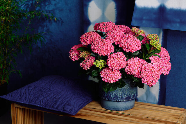 Hydrangea macrophylla Naos