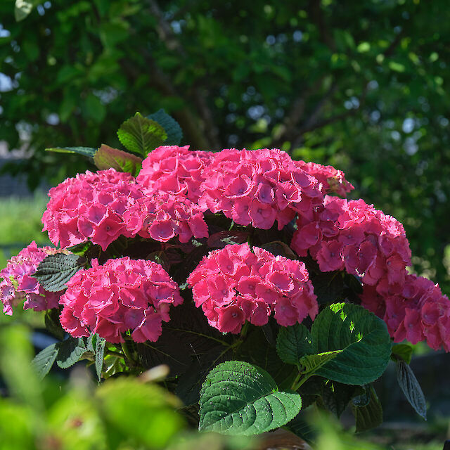 Compact with many small flowers