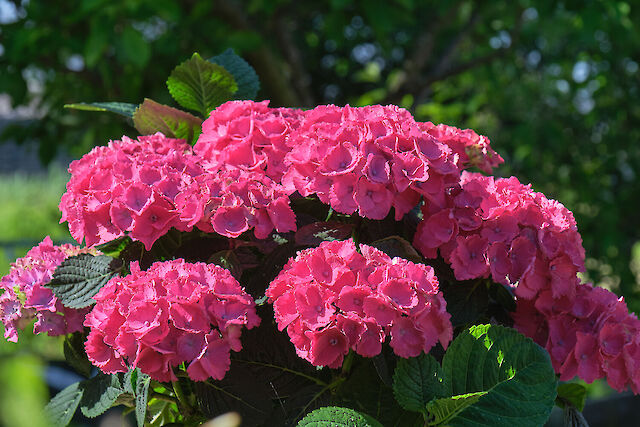 Compact with many small flowers