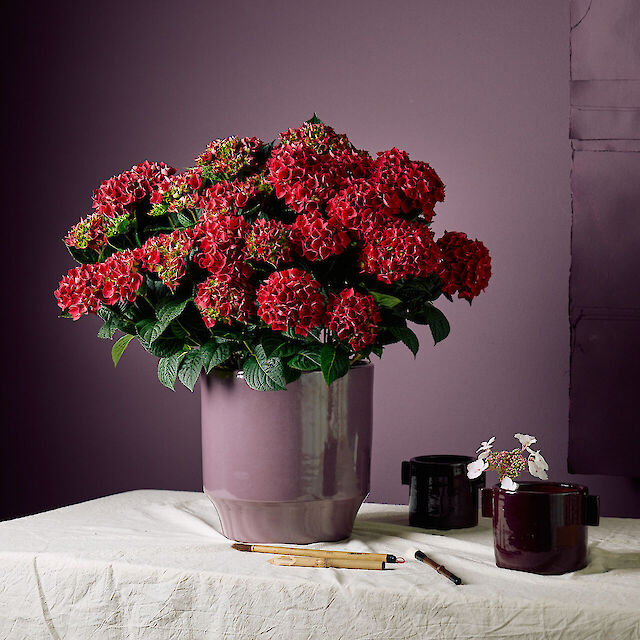 Hydrangea macrophylla Rana
