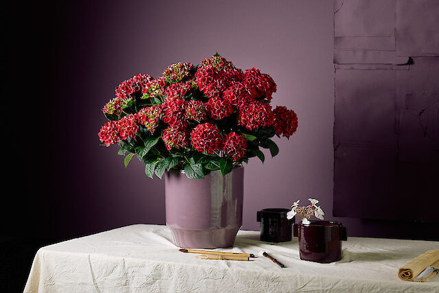 Hydrangea macrophylla Rana