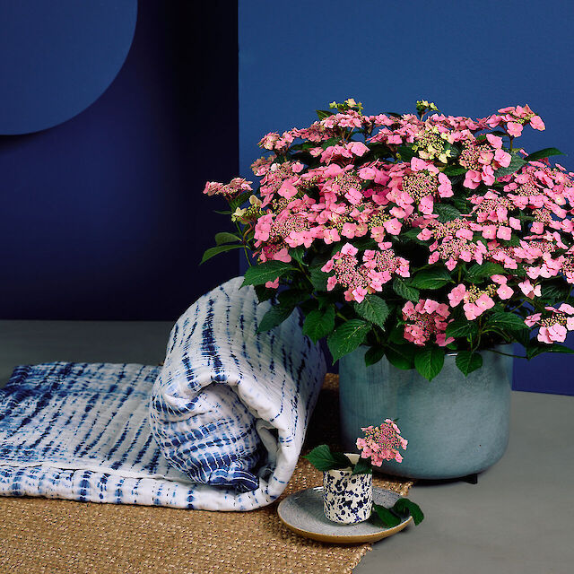 Hydrangea macrophylla Sirius