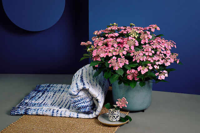 Hydrangea macrophylla Sirius