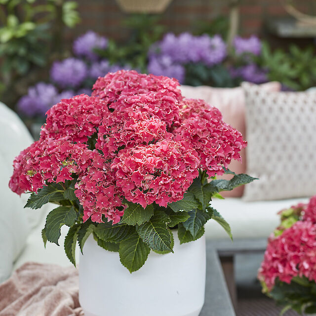 Hydrangea macrophylla Surfing Safari Bayview
