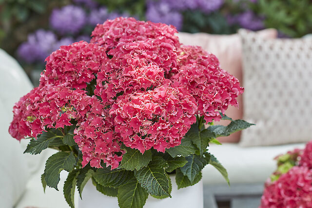 Hydrangea macrophylla Surfing Safari Bayview