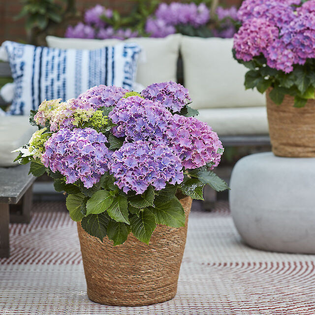 Hydrangea macrophylla Surfing Safari Seaside