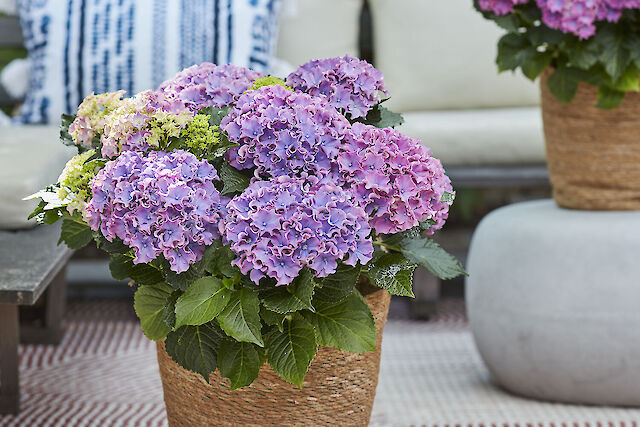 Hydrangea macrophylla Surfing Safari Seaside