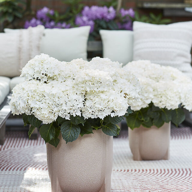 Hydrangea macrophylla Surfing Safari White Waves