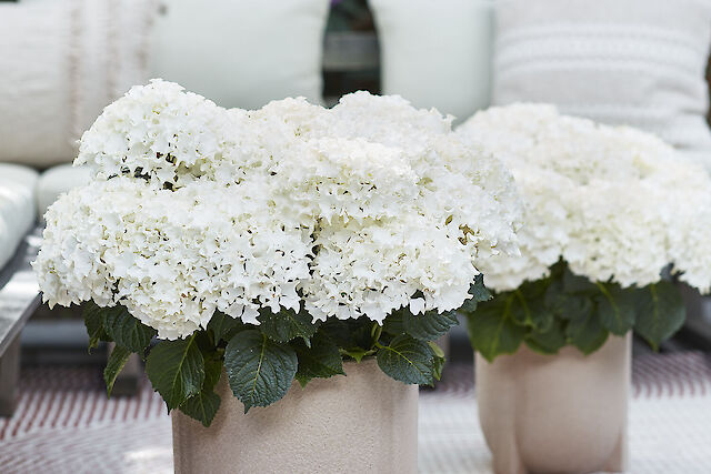 Hydrangea macrophylla Surfing Safari White Waves