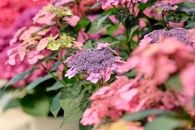 HOKO Breeding op de FlowerTrials 