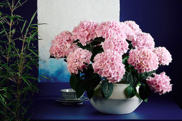 Macrophylla en Teller