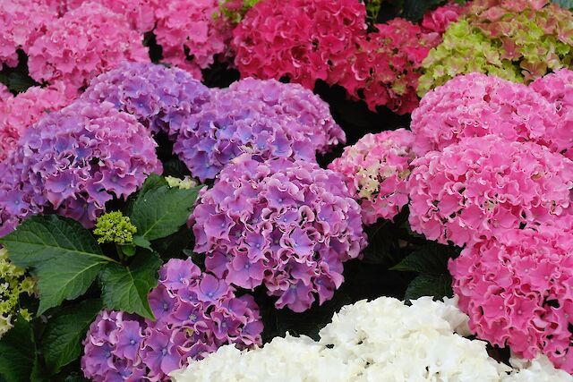 Surfing Safari: not your average hydrangea. 