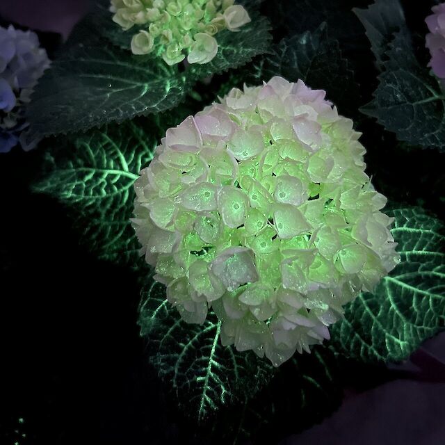 Lachen is gezond: de glow-in-the-dark hydrangea