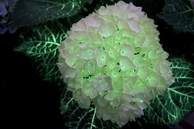 Lachen is gezond: de glow-in-the-dark hydrangea