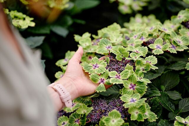 Zien we je bij FlowerTrials 2026?